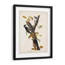Pl. 132 Carpintero De Tres Dedos - John James Audubon | Cuadro decorativo de Canvas Lab