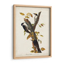 Pl. 132 Carpintero De Tres Dedos - John James Audubon | Cuadro decorativo de Canvas Lab