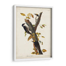 Pl. 132 Carpintero De Tres Dedos - John James Audubon | Cuadro decorativo de Canvas Lab