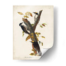 Pl. 132 Carpintero De Tres Dedos - John James Audubon | Cuadro decorativo de Canvas Lab