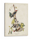 Pl. 190 Pájaro Carpintero Amarillo - John James Audubon | Cuadro decorativo de Canvas Lab
