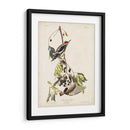 Pl. 190 Pájaro Carpintero Amarillo - John James Audubon | Cuadro decorativo de Canvas Lab