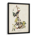 Pl. 190 Pájaro Carpintero Amarillo - John James Audubon | Cuadro decorativo de Canvas Lab