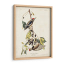 Pl. 190 Pájaro Carpintero Amarillo - John James Audubon | Cuadro decorativo de Canvas Lab