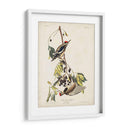 Pl. 190 Pájaro Carpintero Amarillo - John James Audubon | Cuadro decorativo de Canvas Lab