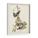 Pl. 190 Pájaro Carpintero Amarillo - John James Audubon | Cuadro decorativo de Canvas Lab