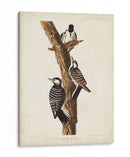 Pl. 389 Pájaro Carpintero Rojo-Ceñido - John James Audubon | Cuadro decorativo de Canvas Lab