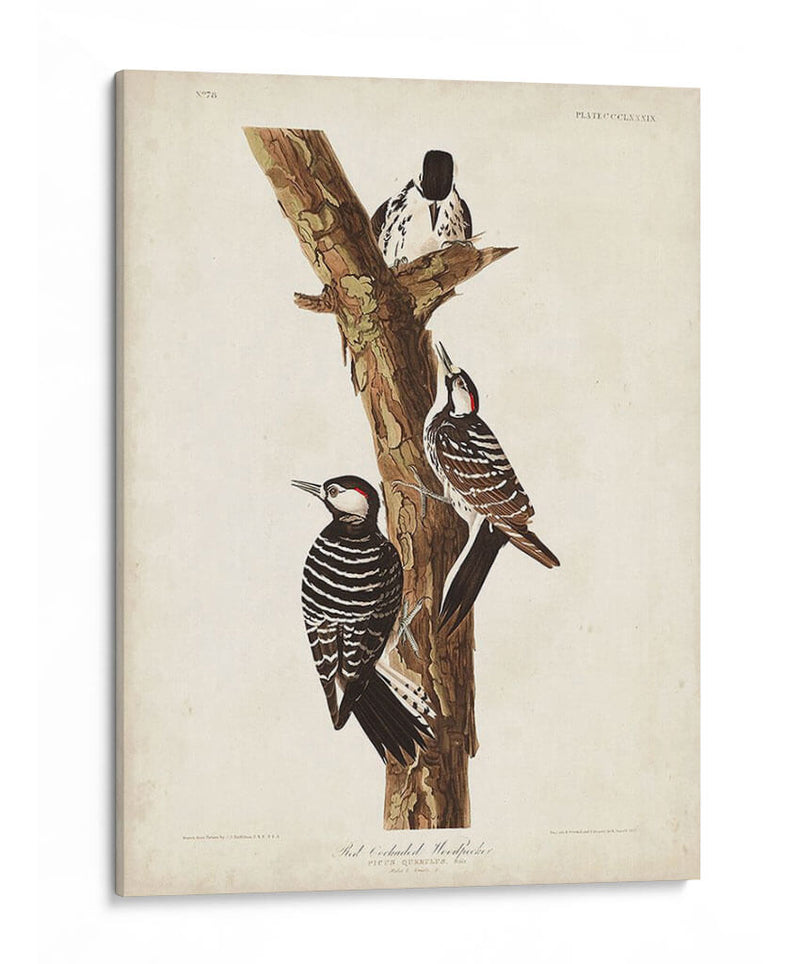 Pl. 389 Pájaro Carpintero Rojo-Ceñido - John James Audubon | Cuadro decorativo de Canvas Lab