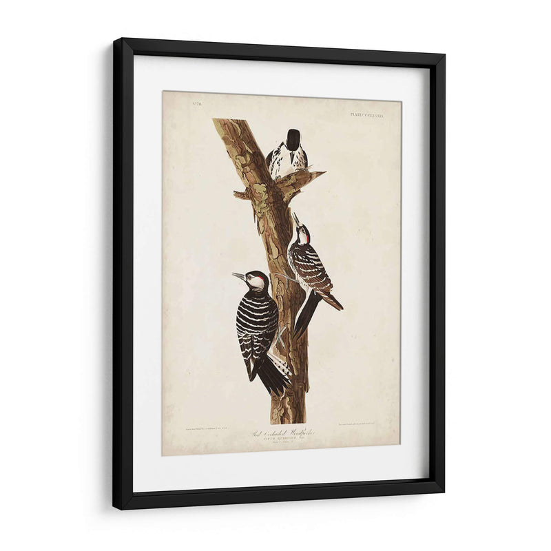 Pl. 389 Pájaro Carpintero Rojo-Ceñido - John James Audubon | Cuadro decorativo de Canvas Lab
