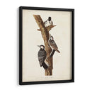 Pl. 389 Pájaro Carpintero Rojo-Ceñido - John James Audubon | Cuadro decorativo de Canvas Lab