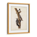 Pl. 389 Pájaro Carpintero Rojo-Ceñido - John James Audubon | Cuadro decorativo de Canvas Lab