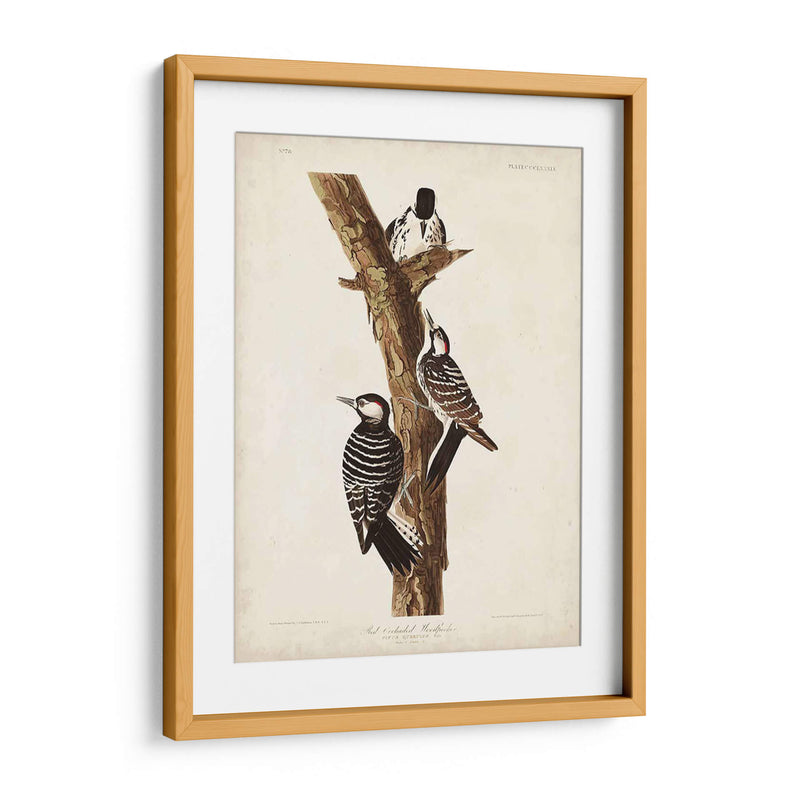 Pl. 389 Pájaro Carpintero Rojo-Ceñido - John James Audubon | Cuadro decorativo de Canvas Lab