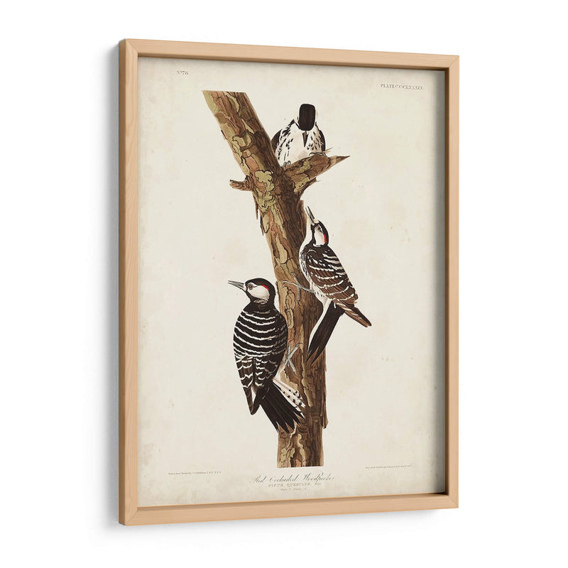 Pl. 389 Pájaro Carpintero Rojo-Ceñido - John James Audubon | Cuadro decorativo de Canvas Lab