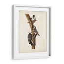 Pl. 389 Pájaro Carpintero Rojo-Ceñido - John James Audubon | Cuadro decorativo de Canvas Lab