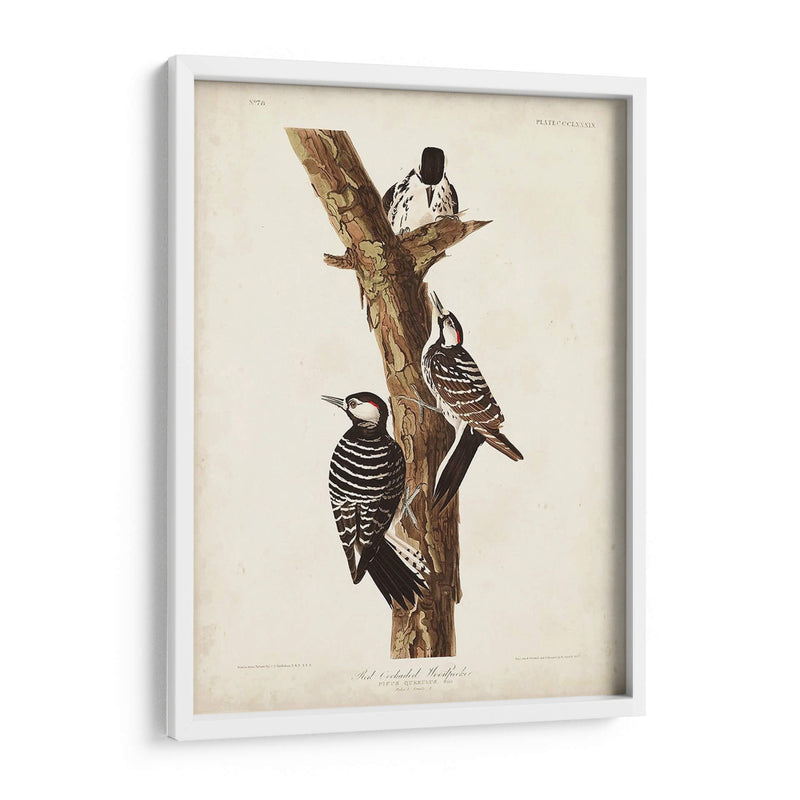 Pl. 389 Pájaro Carpintero Rojo-Ceñido - John James Audubon | Cuadro decorativo de Canvas Lab