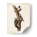 Pl. 389 Pájaro Carpintero Rojo-Ceñido - John James Audubon | Cuadro decorativo de Canvas Lab