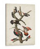 Pl. 416 Pájaro Carpintero Peludo - John James Audubon | Cuadro decorativo de Canvas Lab