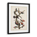 Pl. 416 Pájaro Carpintero Peludo - John James Audubon | Cuadro decorativo de Canvas Lab