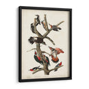 Pl. 416 Pájaro Carpintero Peludo - John James Audubon | Cuadro decorativo de Canvas Lab