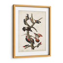 Pl. 416 Pájaro Carpintero Peludo - John James Audubon | Cuadro decorativo de Canvas Lab