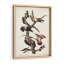 Pl. 416 Pájaro Carpintero Peludo - John James Audubon | Cuadro decorativo de Canvas Lab