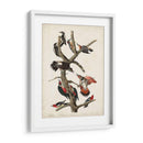 Pl. 416 Pájaro Carpintero Peludo - John James Audubon | Cuadro decorativo de Canvas Lab