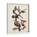 Pl. 416 Pájaro Carpintero Peludo - John James Audubon | Cuadro decorativo de Canvas Lab