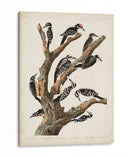 Pl. 417 Marías Pájaro Carpintero - John James Audubon | Cuadro decorativo de Canvas Lab