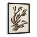 Pl. 417 Marías Pájaro Carpintero - John James Audubon | Cuadro decorativo de Canvas Lab