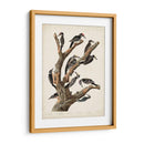 Pl. 417 Marías Pájaro Carpintero - John James Audubon | Cuadro decorativo de Canvas Lab