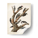 Pl. 417 Marías Pájaro Carpintero - John James Audubon | Cuadro decorativo de Canvas Lab