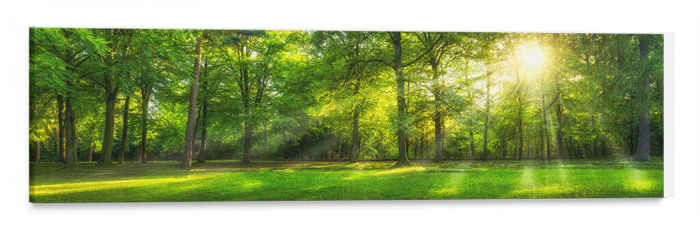 Bosque frondoso | Cuadro decorativo de Canvas Lab