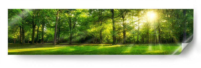 Bosque frondoso | Cuadro decorativo de Canvas Lab