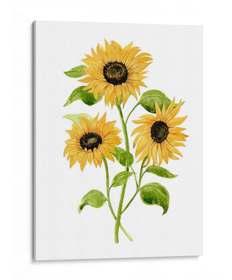 Girasol Trio I - Jacob Green | Cuadro decorativo de Canvas Lab