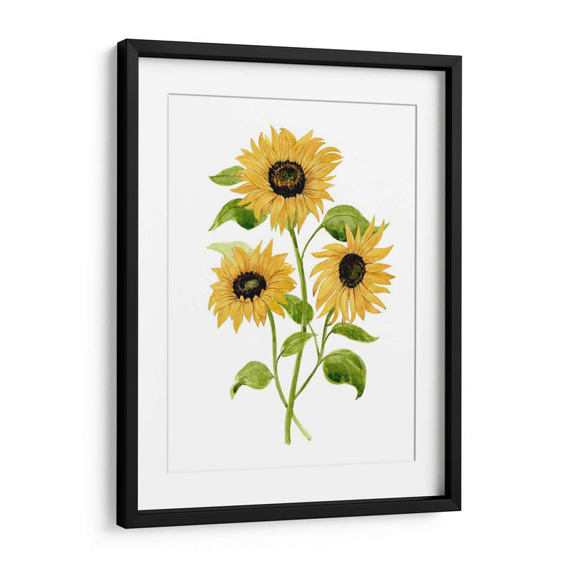 Girasol Trio I - Jacob Green | Cuadro decorativo de Canvas Lab