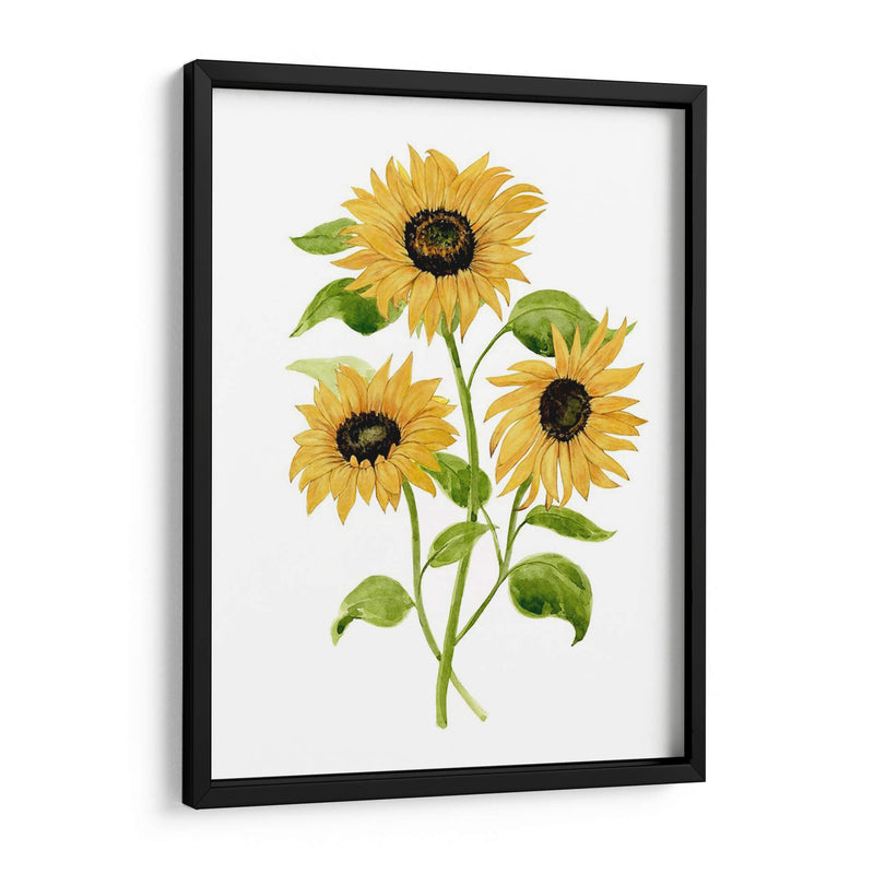 Girasol Trio I - Jacob Green | Cuadro decorativo de Canvas Lab