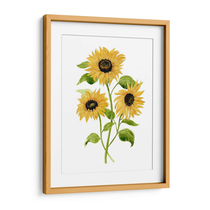 Girasol Trio I - Jacob Green | Cuadro decorativo de Canvas Lab