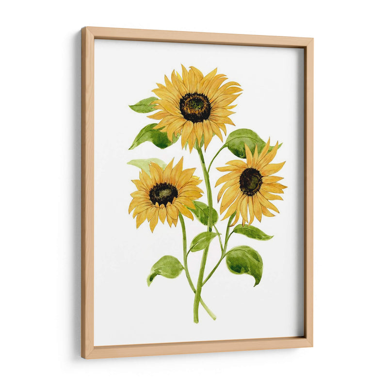 Girasol Trio I - Jacob Green | Cuadro decorativo de Canvas Lab