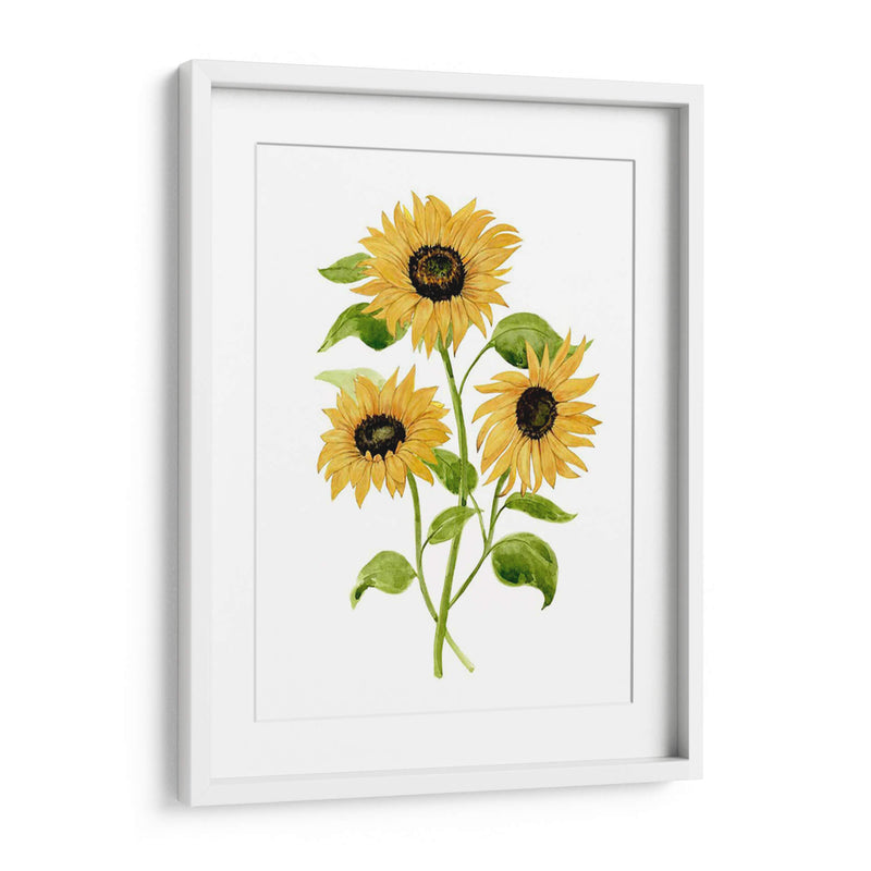 Girasol Trio I - Jacob Green | Cuadro decorativo de Canvas Lab