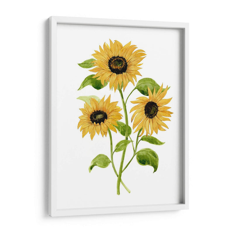 Girasol Trio I - Jacob Green | Cuadro decorativo de Canvas Lab