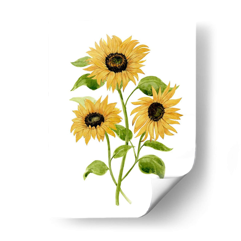 Girasol Trio I - Jacob Green | Cuadro decorativo de Canvas Lab