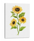 Girasol Trio Ii - Jacob Green | Cuadro decorativo de Canvas Lab