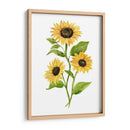 Girasol Trio Ii - Jacob Green | Cuadro decorativo de Canvas Lab