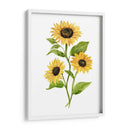 Girasol Trio Ii - Jacob Green | Cuadro decorativo de Canvas Lab