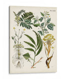 Helechos Fantasios I | Cuadro decorativo de Canvas Lab