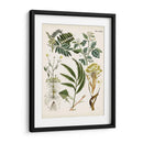 Helechos Fantasios I | Cuadro decorativo de Canvas Lab