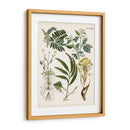 Helechos Fantasios I | Cuadro decorativo de Canvas Lab