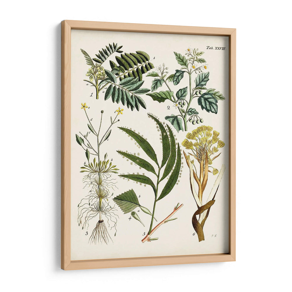 Helechos Fantasios I | Cuadro decorativo de Canvas Lab