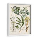 Helechos Fantasios I | Cuadro decorativo de Canvas Lab