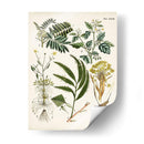 Helechos Fantasios I | Cuadro decorativo de Canvas Lab